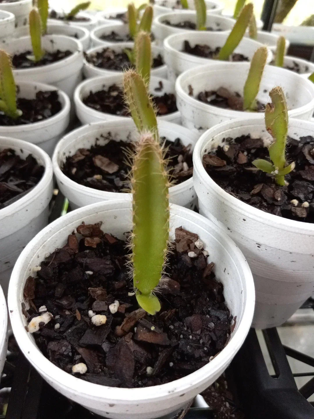 Dragon Fruit Seedlings - 4 Rooted Plants, Red & Yellow Mix, Hylocereus undatus, Bare Roots, 3"-5" Tall, 2-Year-Old