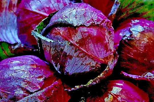 Red Acre Cabbage Seeds - Heirloom Non-GMO Vegetable Seeds for Garden, Brassica oleracea, Compact Heads, 500+ Seeds