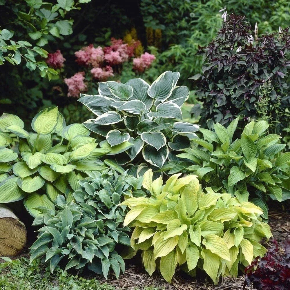 Mixed Color Hosta Plant Roots - Growers Blend, Perennial Shade Plants, Hosta spp., 10 Bare Root Clumps