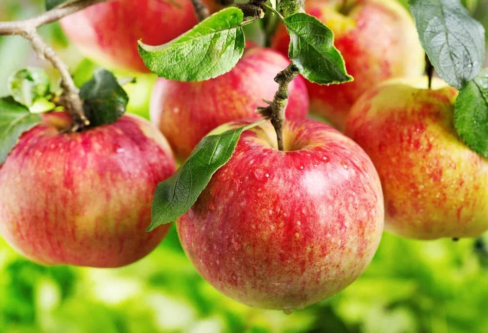 Apple Tree Seeds - 30 Pack, Malus pumila, Fruit-Bearing Tree for Planting, Home Garden, Orchard, Full Sun