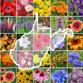 Wildflower Seed Mix - 1000 Non-GMO Seeds - West Virginia State Wildflower Collection - Perennial & Annual Varieties
