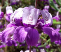 Collinsia heterophylla Seeds - 1000+ Purple White Annual Wildflower Seed Packet for Garden, Pollinator Attractant, Easy to Grow