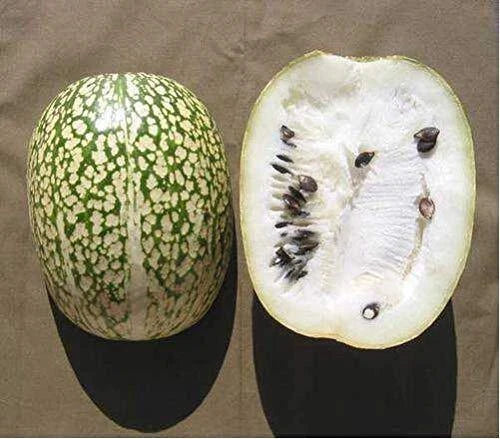 Shark Fin Melon Seeds, Chilacayote, Heirloom, Sechium edule, Rare Exotic Fruit, Vining Plant, 10 Seeds