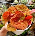 Autumn Ember Begonia Seeds – 25+ Heirloom Seeds for Garden Planting – Begonia x tuberhybrida – Vibrant Color, Easy to Grow