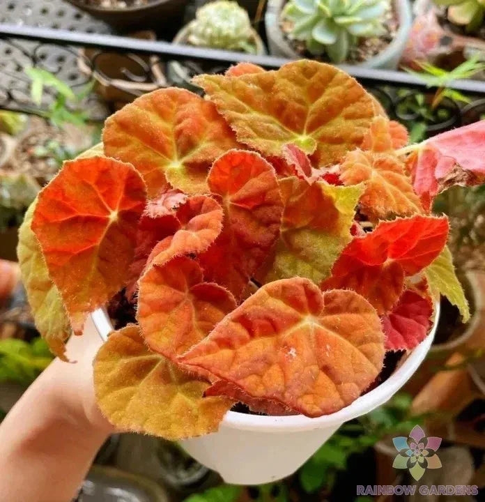 Autumn Ember Begonia Seeds – 25+ Heirloom Seeds for Garden Planting – Begonia x tuberhybrida – Vibrant Color, Easy to Grow