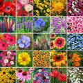 Wildflower Seed Mix 1000 Non-GMO Native Flowers for Pacific Northwest - 25 Species, Pollinator Attracting