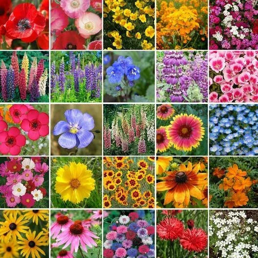 Wildflower Seed Mix 1000 Non-GMO Native Flowers for Pacific Northwest - 25 Species, Pollinator Attracting
