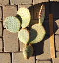 Large Opuntia Santa-Rita Prickly Pear Cactus Cutting - Live Plant for Gardens & Indoor Decor
