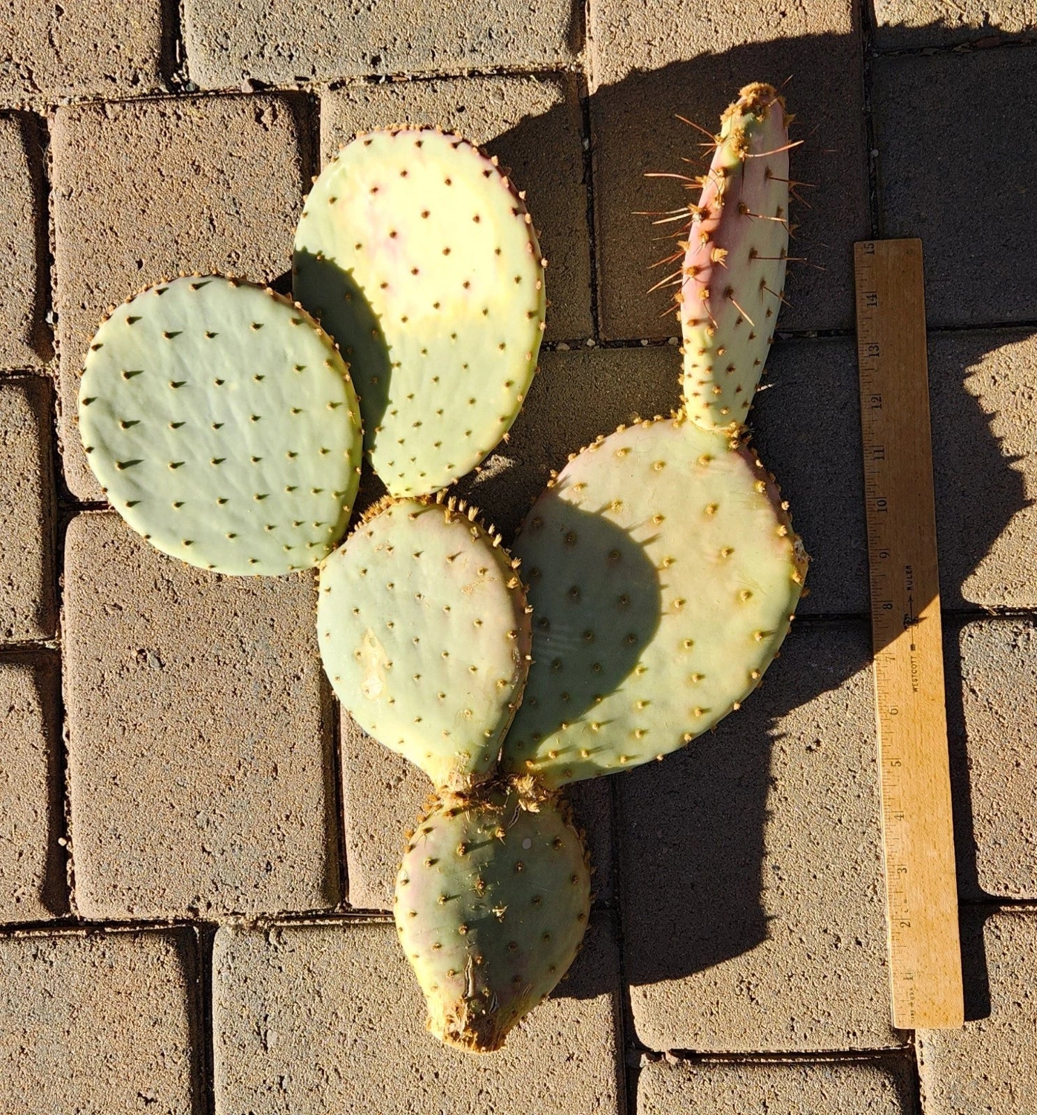 Large Opuntia Santa-Rita Prickly Pear Cactus Cutting - Live Plant for Gardens & Indoor Decor