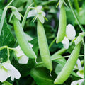 Sugar Ann Snap Pea Seeds - Heirloom, Early, Compact, Non-GMO, Vegetable Seeds, Pisum sativum