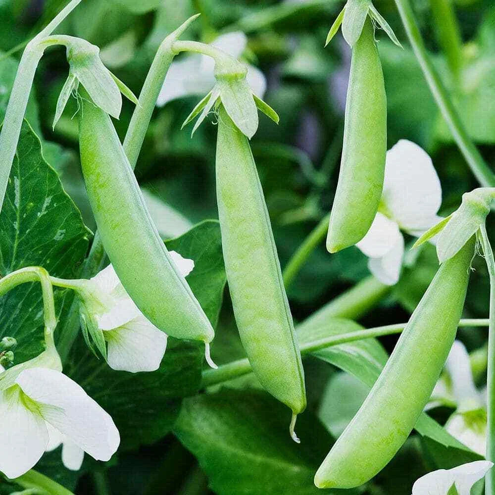 Sugar Ann Snap Pea Seeds - Heirloom, Early, Compact, Non-GMO, Vegetable Seeds, Pisum sativum