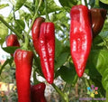 NuMex Big Jim Sweet Pepper Seeds – 25+ Pack, Capsicum annuum, Large, Mild, Sweet Peppers for Garden or Container Planting