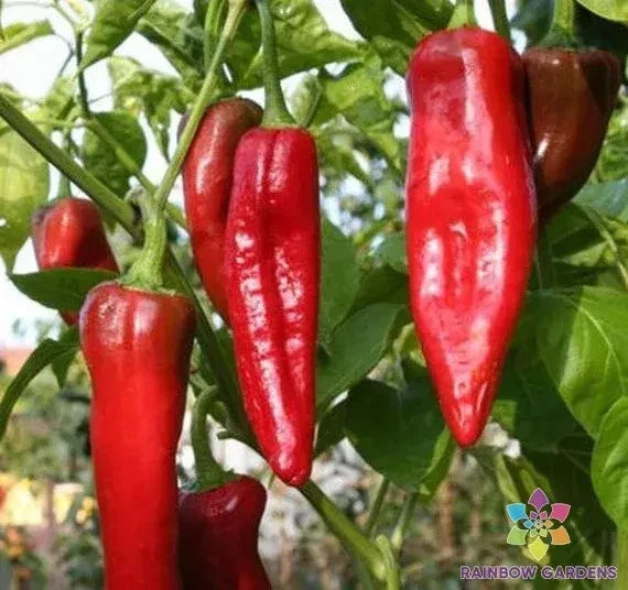 NuMex Big Jim Sweet Pepper Seeds – 25+ Pack, Capsicum annuum, Large, Mild, Sweet Peppers for Garden or Container Planting