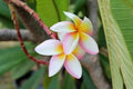 Plumeria Seeds 5 Pack - White Pink Yellow Flowers - Perennial Tropical Plants (Plumeria spp.)