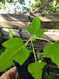 Papaya Live Plant 6-9 Inches Carica papaya Tropical Fruit Tree for Indoor/Outdoor Gardening