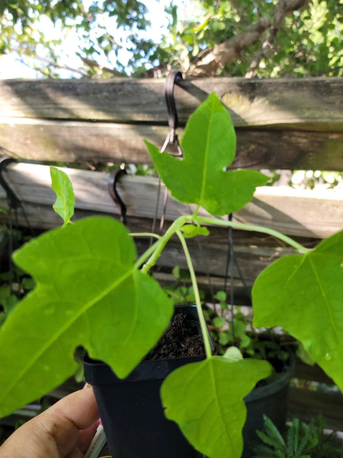 Papaya Live Plant 6-9 Inches Carica papaya Tropical Fruit Tree for Indoor/Outdoor Gardening