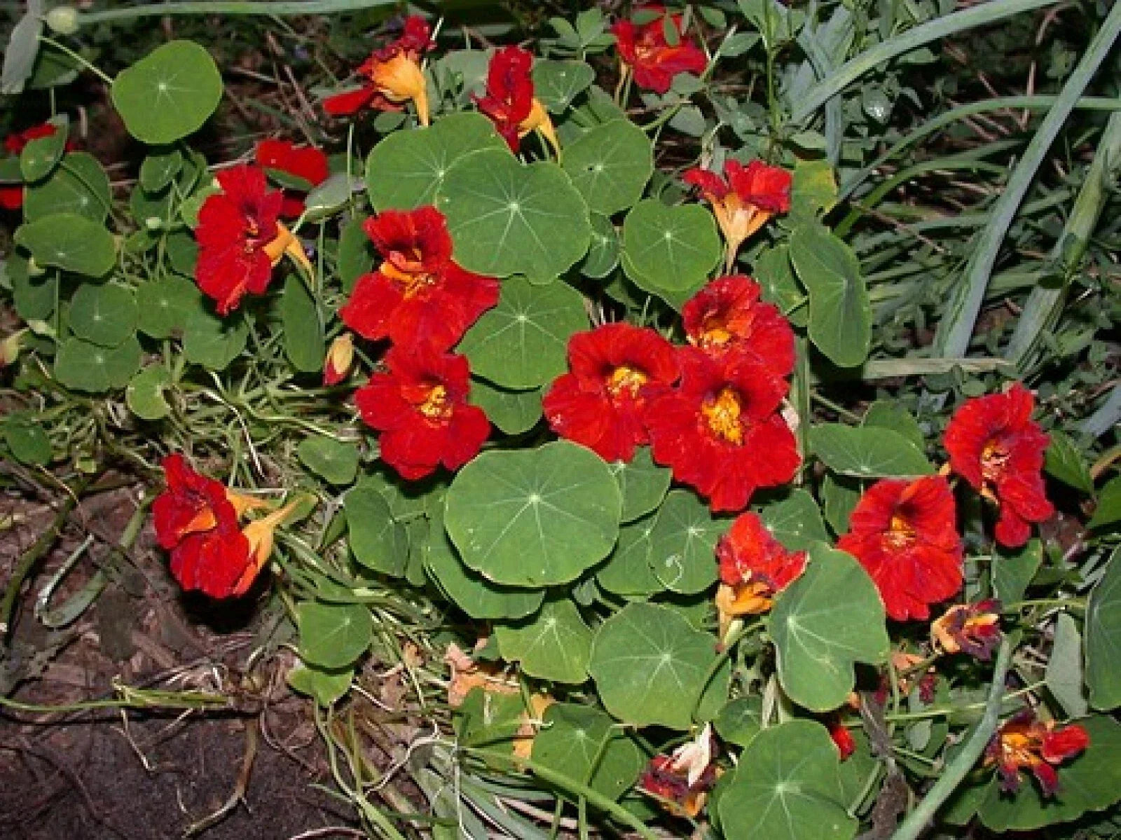 Empress of India Black Velvet Seeds - Tropaeolum nanum Heirloom Annual Flower - 5 Pack with Free Shipping