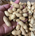 Virginia Jumbo Peanut Seeds - Open Pollinated Heirloom Arachis hypogaea, 35+ Premium Seeds for Home Garden Planting