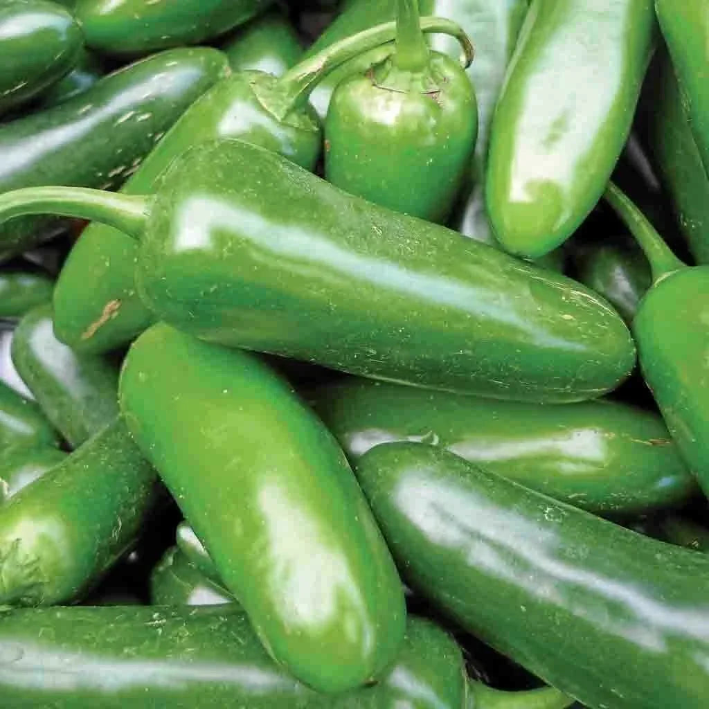 Jalapeno Pepper Seeds 50+ Non-GMO Hot Spicy Vegetable Capsicum annuum for Home Garden and Container Planting