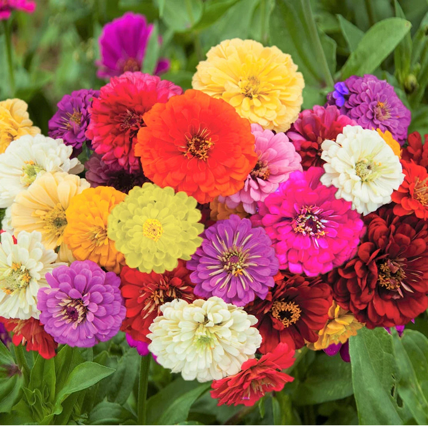 Zinnia Seeds | Dahlia Flowered Mix | Giant Rainbow Bennarys | Vibrant Multi-Color Blooms | Zinnia elegans Seed Pack