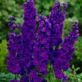 Pacific Giant Black Night Delphinium Seeds – 200+ Premium Delphinium elatum Flower Seeds for Garden, Borders, Cut Flowers