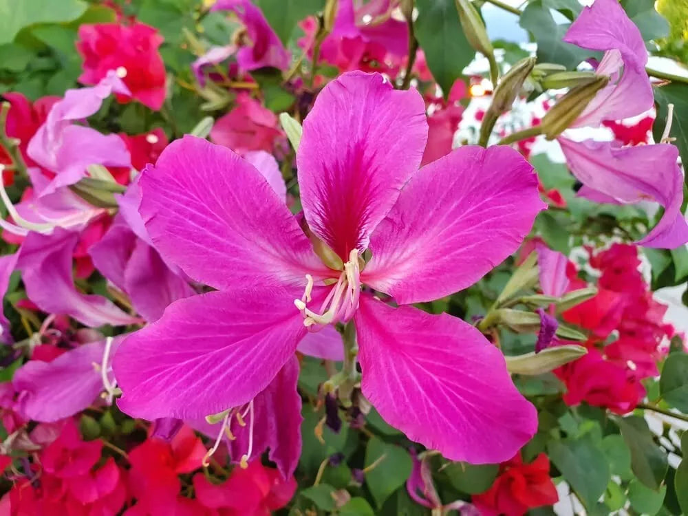 Orchid Tree Seeds - 10 Pack - Butterfly-Shaped Flowers - Bauhinia purpurea - Tropical Small Tree for Garden