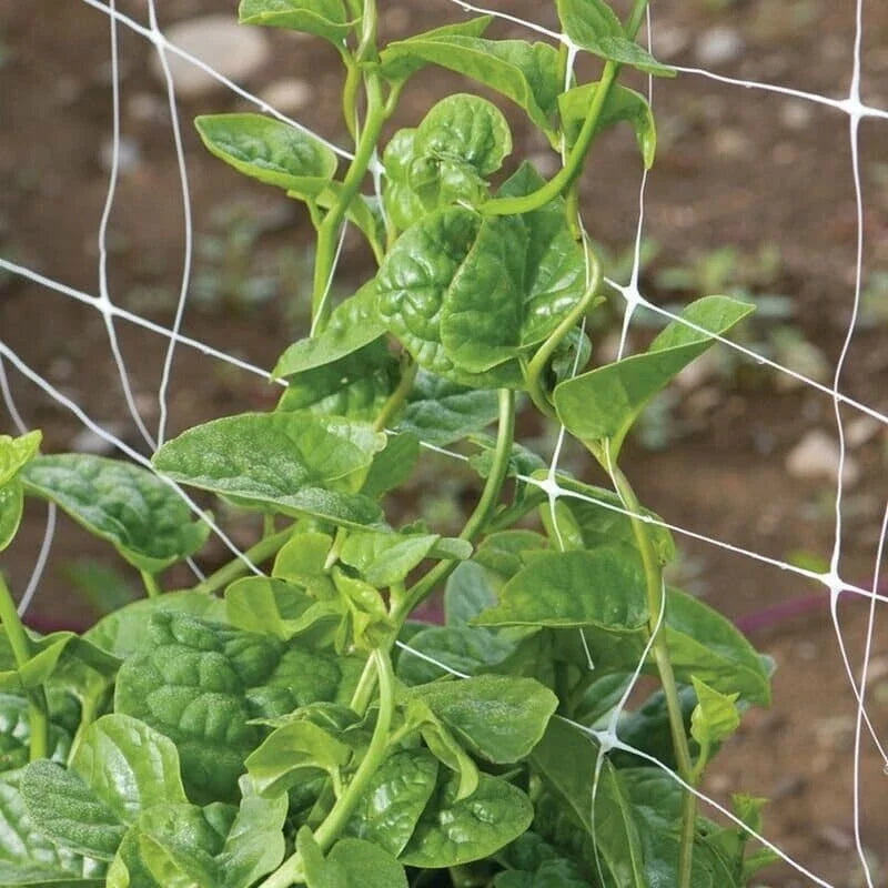Green Malabar Spinach Seeds, Non-GMO Basella Ruba, Heirloom Variety, Climbing Vine, Full Sun to Partial Shade