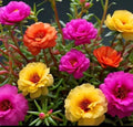 Moss Rose Seeds - 1000+ Mix Color Portulaca Grandiflora Vibrant Garden Flowers for Sunny Gardens & Containers