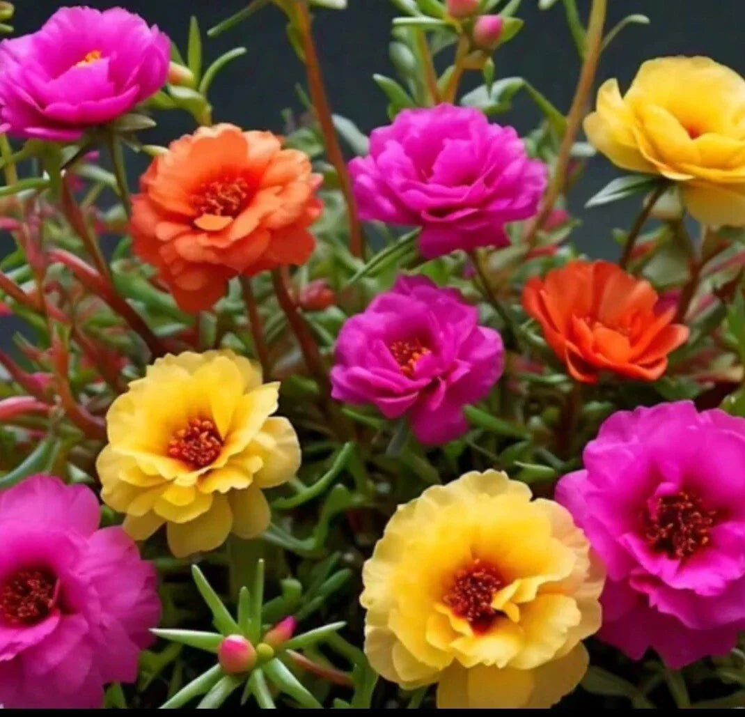 Moss Rose Seeds - 1000+ Mix Color Portulaca Grandiflora Vibrant Garden Flowers for Sunny Gardens & Containers