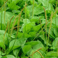 Common Plantain Seeds - 500+ Non-GMO Plantago major for Edible Greens & Medicinal Herbs, Easy to Grow, Full Sun to Partial Shade