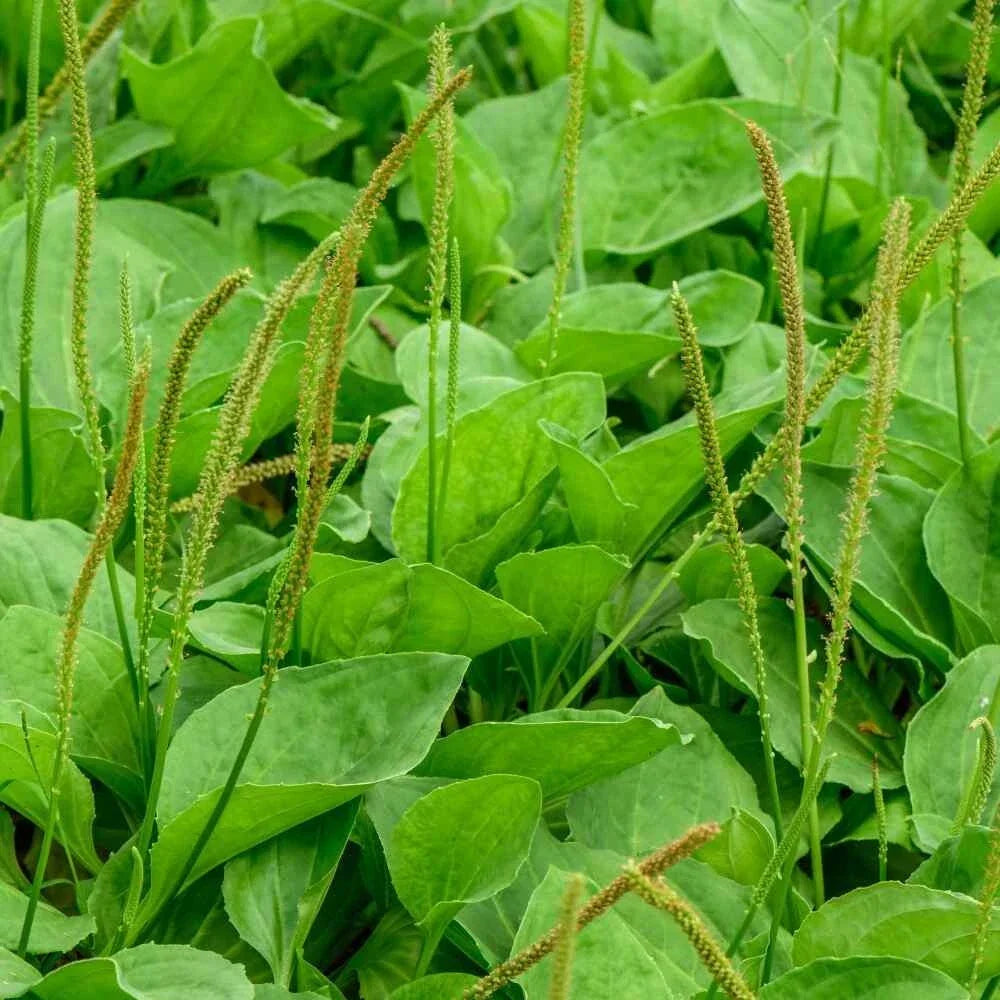 Common Plantain Seeds - 500+ Non-GMO Plantago major for Edible Greens & Medicinal Herbs, Easy to Grow, Full Sun to Partial Shade
