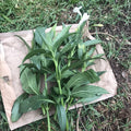 White Mexican Petunia Cuttings - 4 Live 6" to 8" Ruellia Tuberosa Unrooted Plants