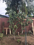 Opuntia Cochenillifera Cochineal Cactus - 3 Pads 4.5-8” - Hummingbird Opuntia
