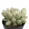 Rare Euphorbia Mammillaris Variegata Cutting - 2.5" Unrooted Succulent Plant, Variegated Cactus, Indoor or Outdoor Gardening
