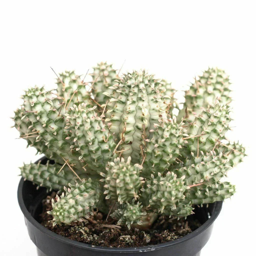 Rare Euphorbia Mammillaris Variegata Cutting - 2.5" Unrooted Succulent Plant, Variegated Cactus, Indoor or Outdoor Gardening