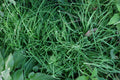 Garlic Chives Roots 6 lbs Allium tuberosum Culinary Herb for Cooking & Gardening