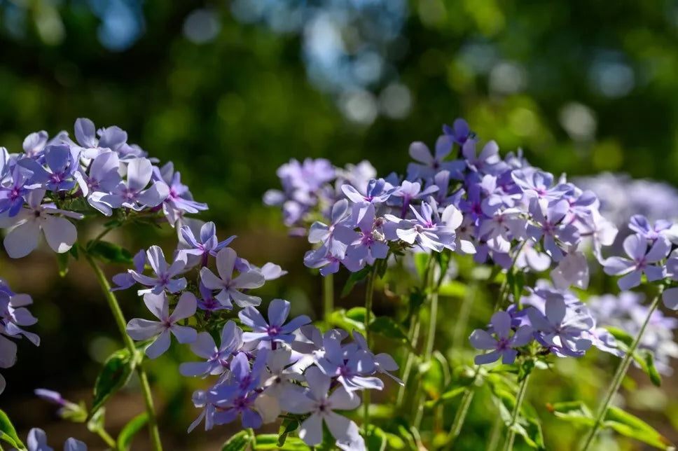 Chattahoochee Phlox Seeds - 100+ Pack, Perennial Flower, Phlox paniculata, Garden Planting, Butterfly & Hummingbird Attractant