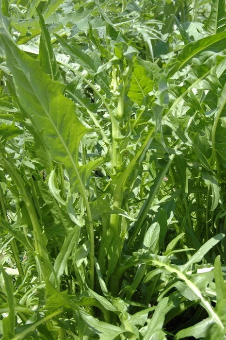 Chicory Seeds - Emerald Catalogna Leafy Green Vegetable - Cichorium intybus - Non-GMO, Heirloom, Salad Greens, Container Gardening