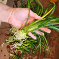 Mini Spider Plants - 10 Root-Ready Chlorophytum comosum Indoor Air Purifiers - Easy to Grow Houseplants