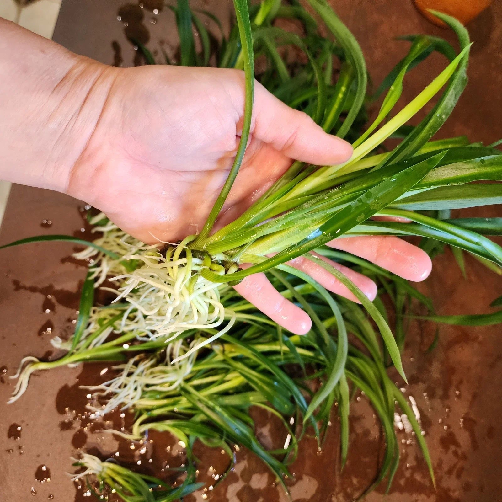 Mini Spider Plants - 10 Root-Ready Chlorophytum comosum Indoor Air Purifiers - Easy to Grow Houseplants