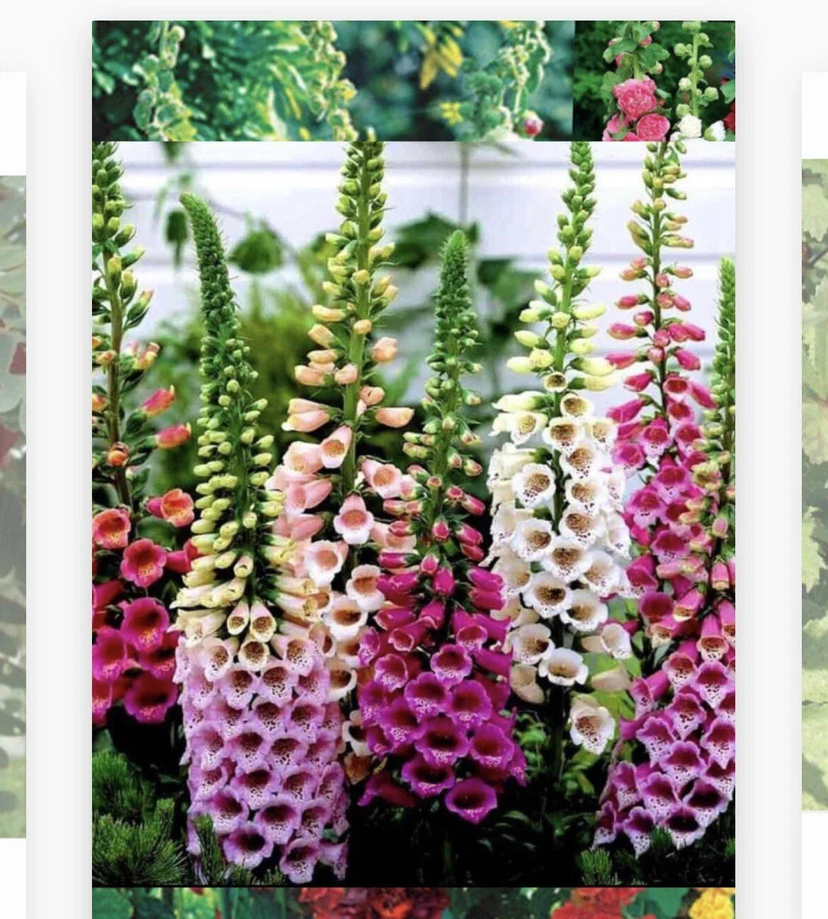 Foxglove Flower Seeds - Digitalis purpurea, 500+ Seeds, Perennial, Vibrant Blooms for Gardens & Borders