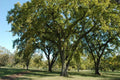 Siberian Elm Tree Seeds - Bonsai Variety, Ulmus pumila, Fast-Germinating, Resilient, 72 Pack, Free Shipping