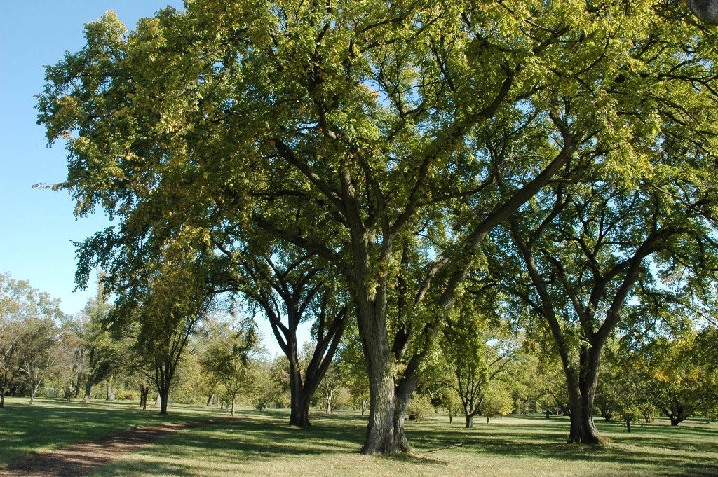 Siberian Elm Tree Seeds - Bonsai Variety, Ulmus pumila, Fast-Germinating, Resilient, 72 Pack, Free Shipping