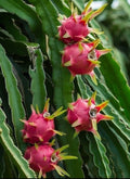 Dragon Fruit Cuttings - Rooted Hylocereus Undatus Cactus for Home Garden & Container Growing