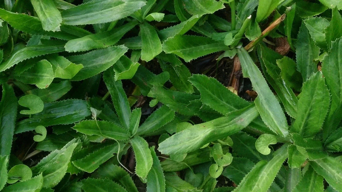 Culantro Seeds 300+ Eryngium foetidum Mexican Coriander Vietnamese Ngo Gai Herb for Cooking & Garden