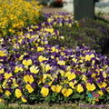 Matrix Morpheus Pansy Seeds - Viola x wittrockiana - 200+ Count Garden Flower Seeds for Borders & Containers