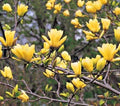 Butterfly Magnolia Seeds - 5 Pack - Fragrant Tulip-Shaped Flowers - Magnolia x soulangeana - US Seller
