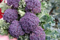 Purple Sprouting Broccoli Seeds - Non-GMO Heirloom, Brassica oleracea, Full Sun, Multiple Sizes, Nutritious, Easy to Grow