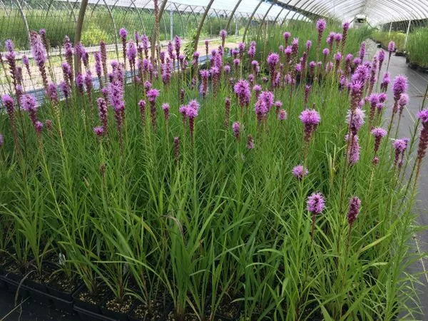 Purple Blazing Star Bare Root Perennials Set of 3 | Liatris spicata | Tall, Upright, Deep Purple Flowers