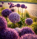 Allium Gigantum Seeds - 100 Pack of Large Purple Flowers - Hardy Ornamental Onion Bulbs for Garden